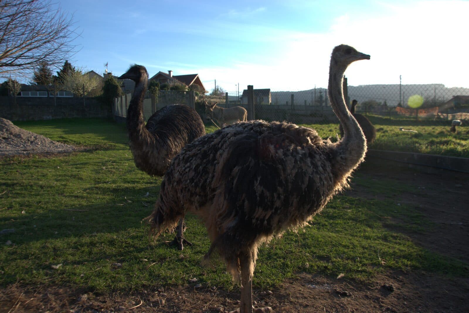 Avestruz