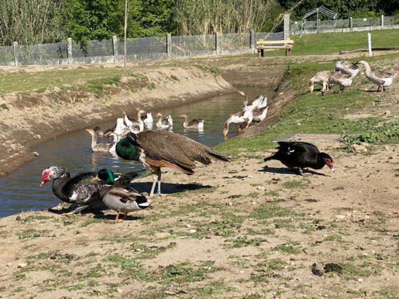 La charca con avestruces y emús
