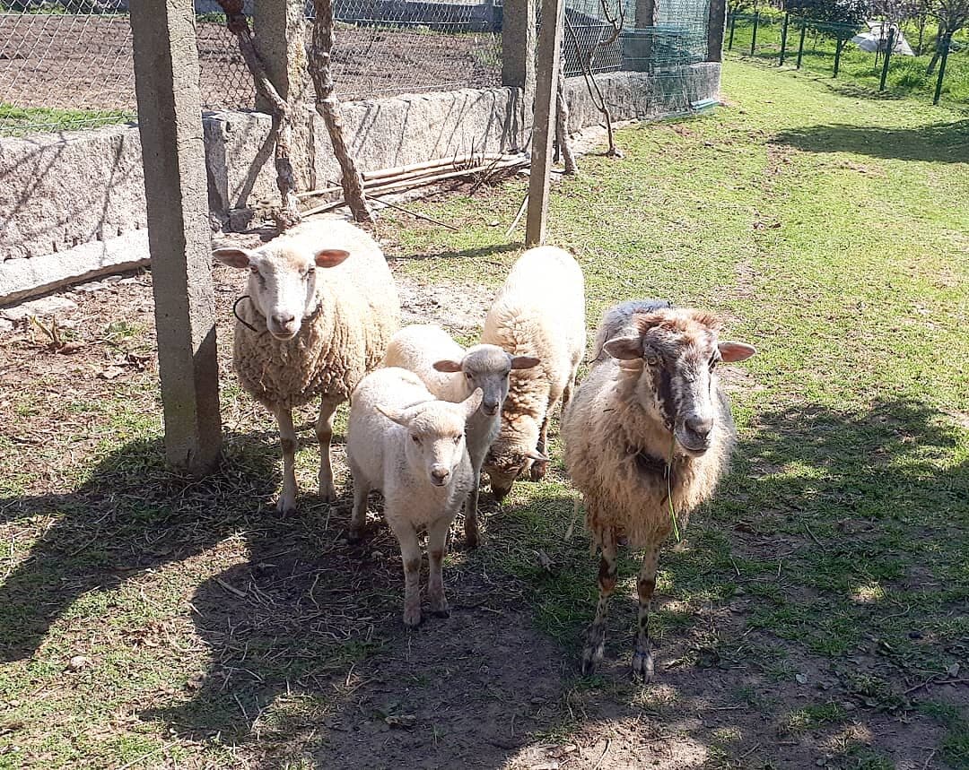 Ovejas y cabras en la granja